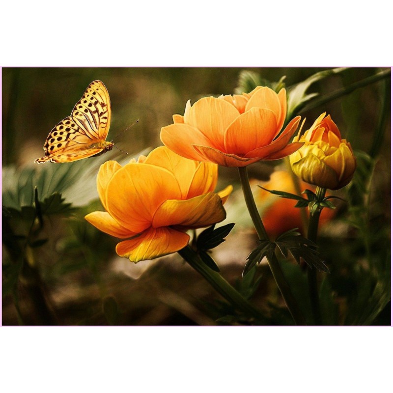 Butterfly and Flower...