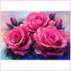 Pink Roses in Full Bloom