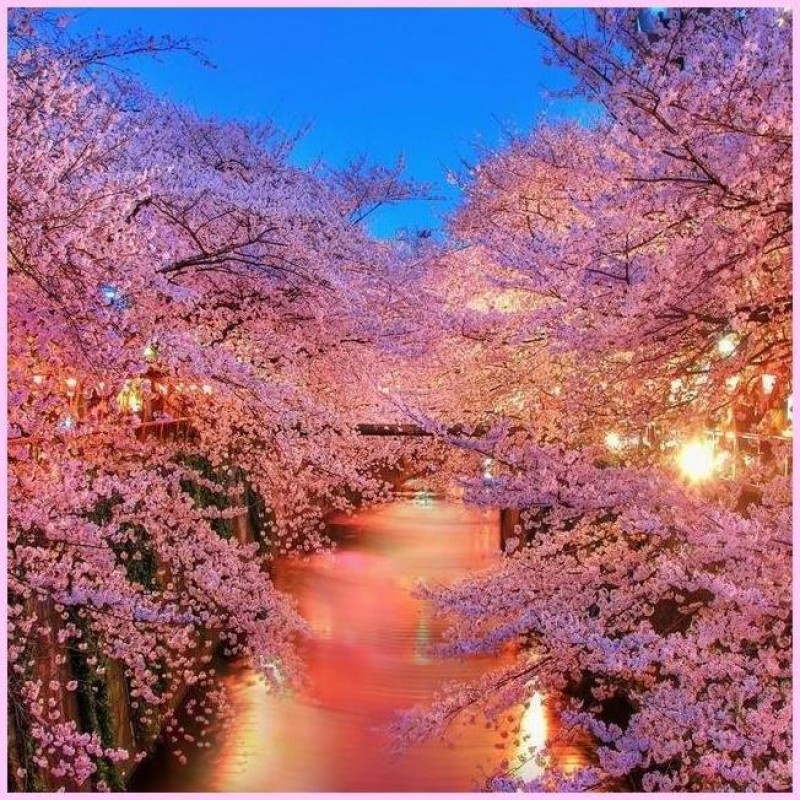 River Pink Sakura