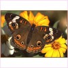 Monarch Butterfly - Starter Edition