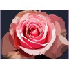 Twilight Pink Rose