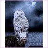 Snowy Owl in the Moonlight