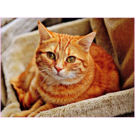 Golden Orange Cat