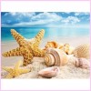 Starfish Seashells (US Stock)