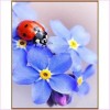 Cute Little Ladybug - Starter Edition