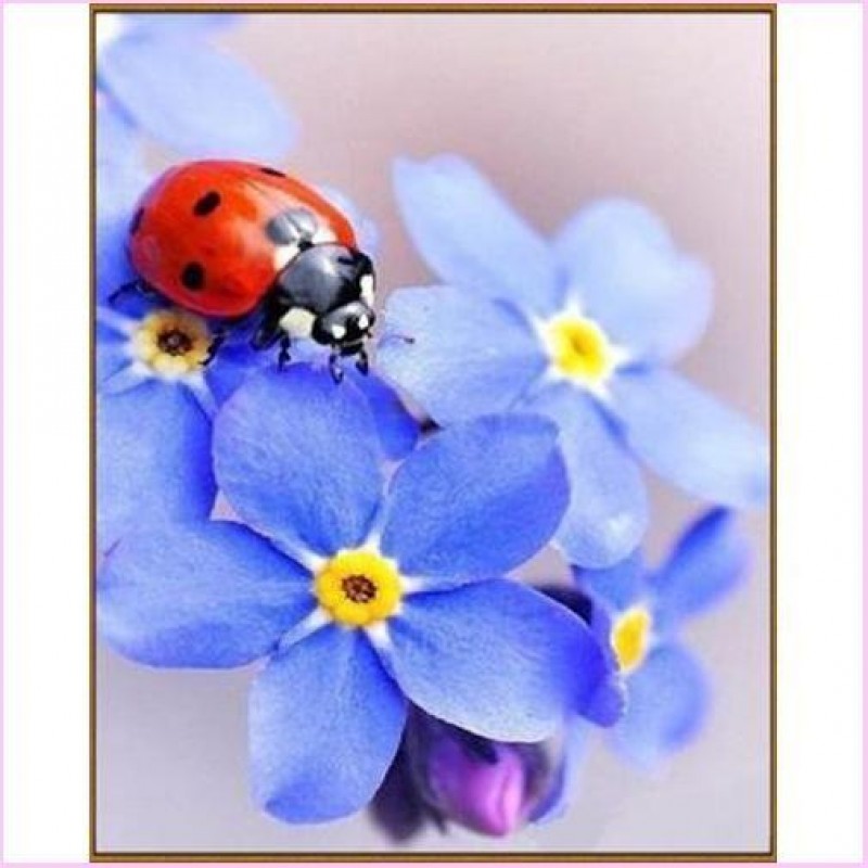 Cute Little Ladybug - Sta...