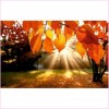 Sunshine Through Autumn Leaves - Starter Edition