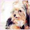 Picture Perfect Yorkie