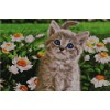 Cute Kitty - Starter Edition