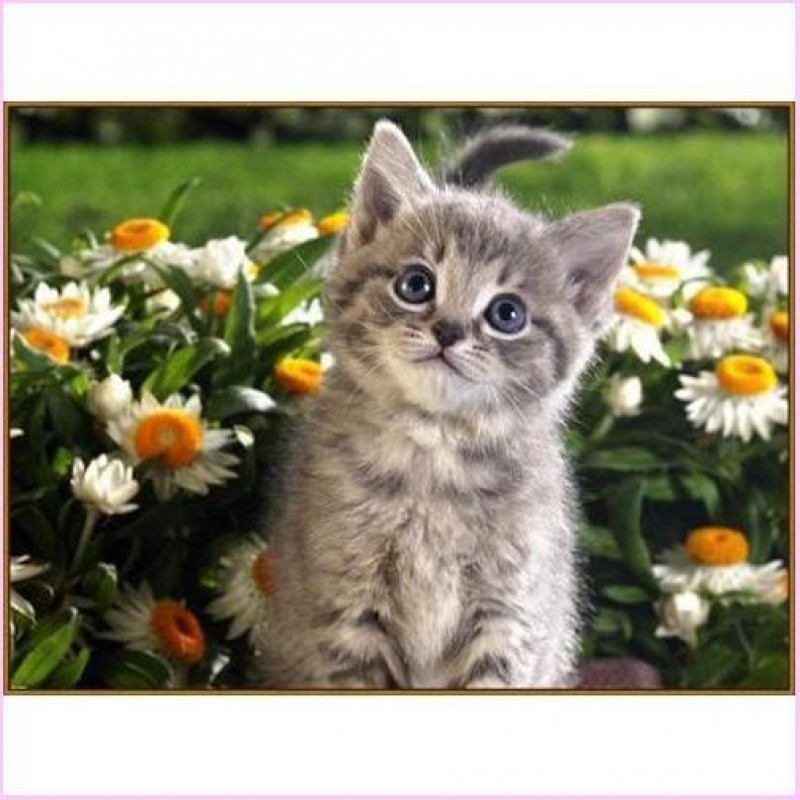 Cute Kitty - Starter...