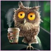 Nocturnal Owl